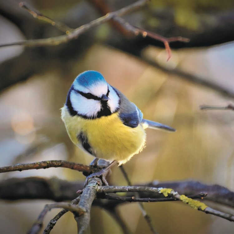 Artikkelbilde til artikkelen Øverland natursti